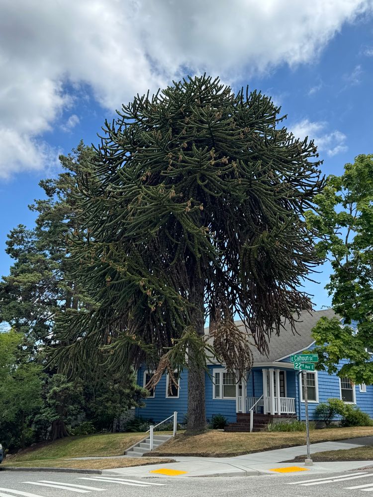 Closer up pic of the monkey puzzle tree in the front yard of a residential corner lot, with a cute light blue house with white trim behind it. 