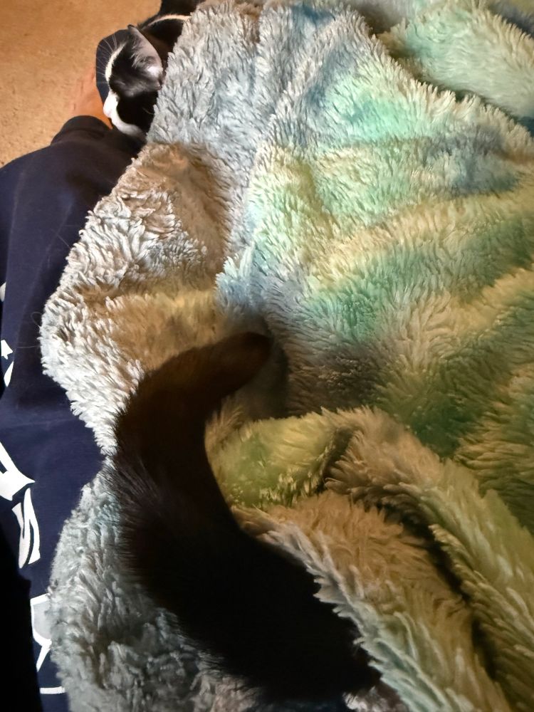 Cat in my lap. Only his head and tail are outside the blanket