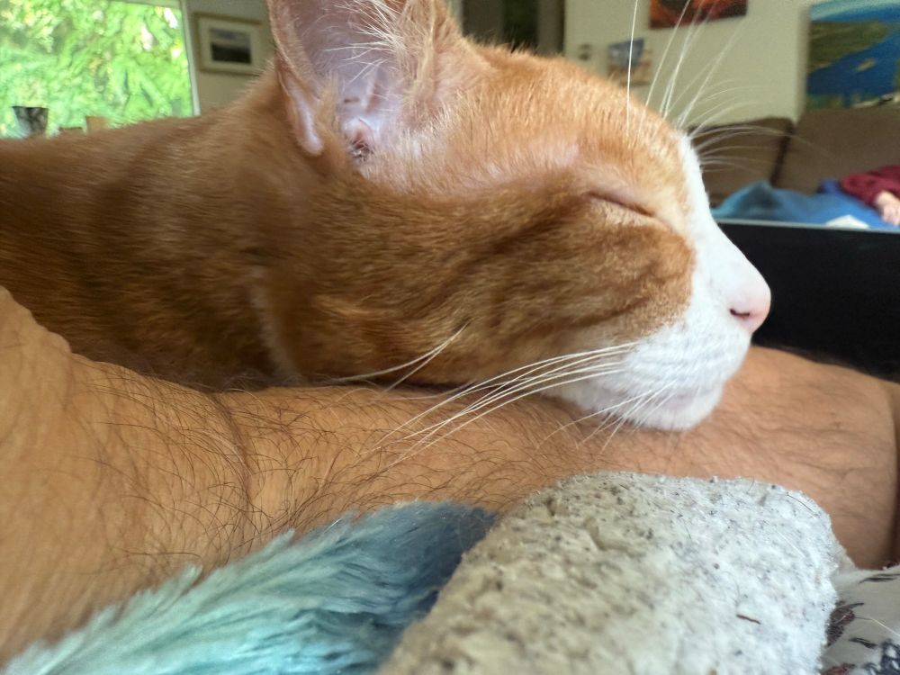 Orange cat sleeping on my arm