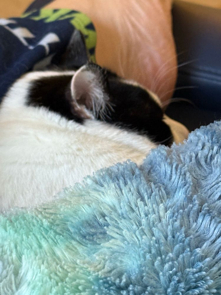 Black and white cat, with only his head outside the blanket
