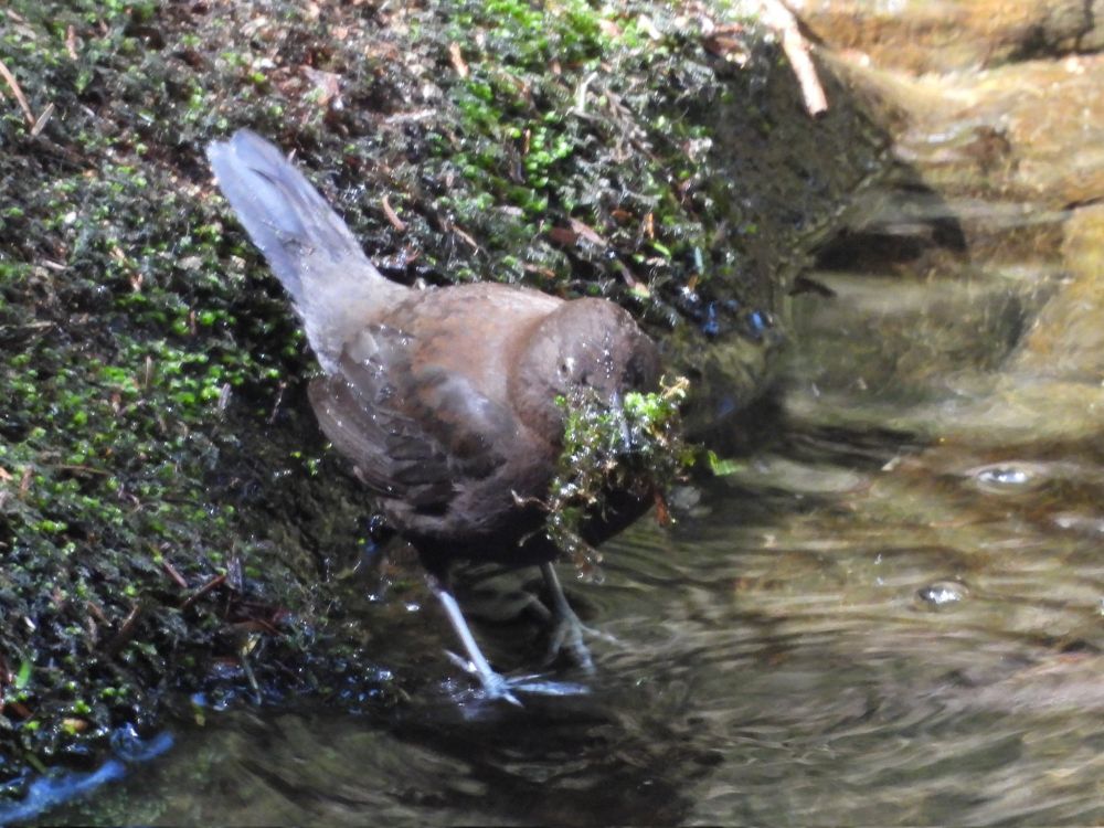 苔集めカワガラス