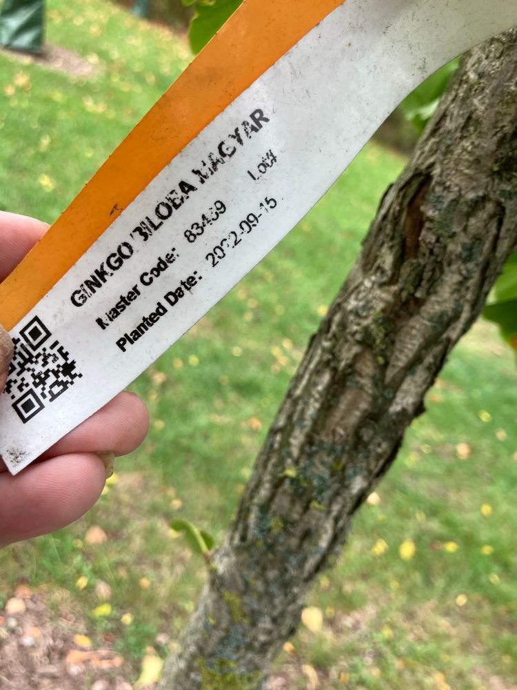 Proving the tree, the label is a ginkgo balboa 