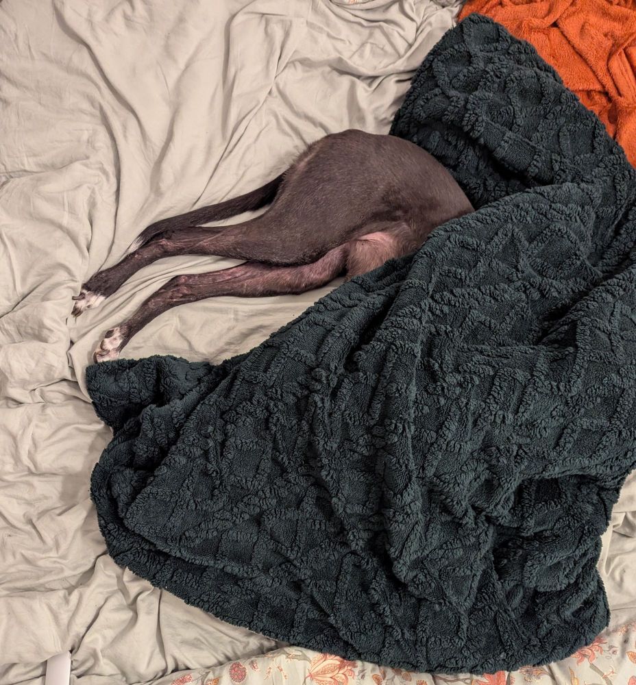 Greyhound lays on bed, front half under a blanket.