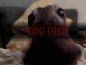 Very compressed image of a greyhound snout and eyes. The Dark Souls "You Died" text is overlayed.