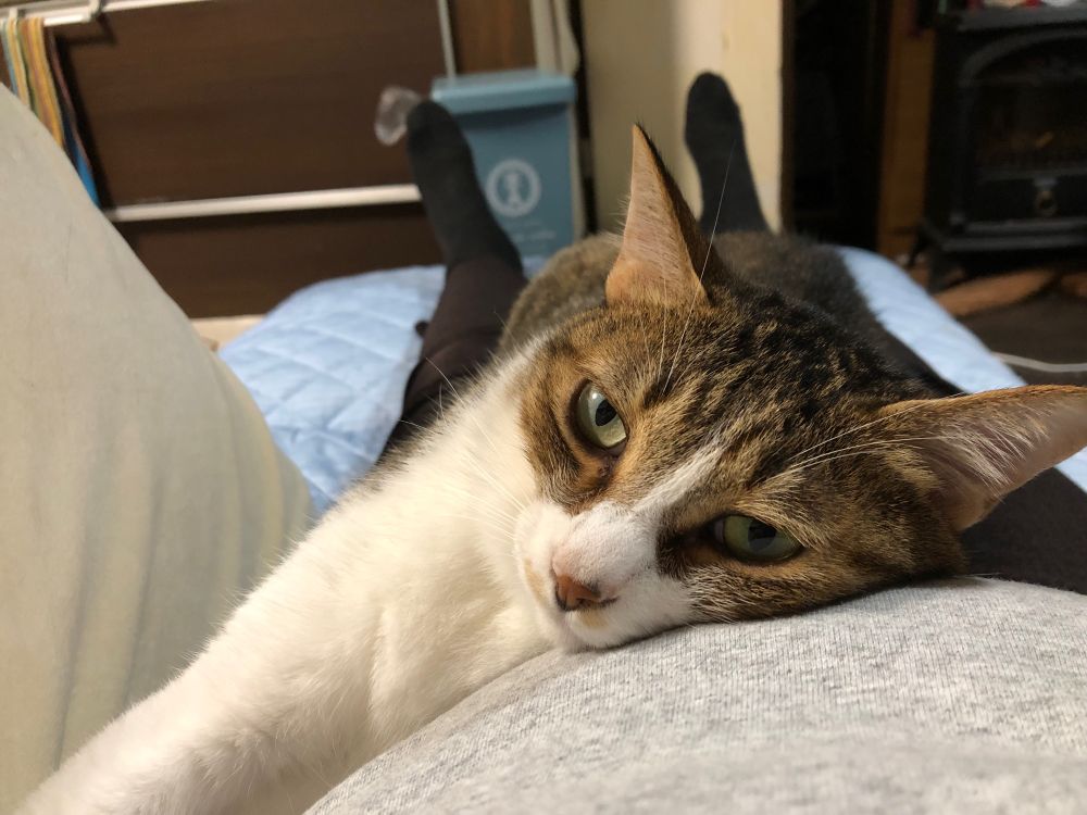 A stripy cat with a white nose streak leaning on his person