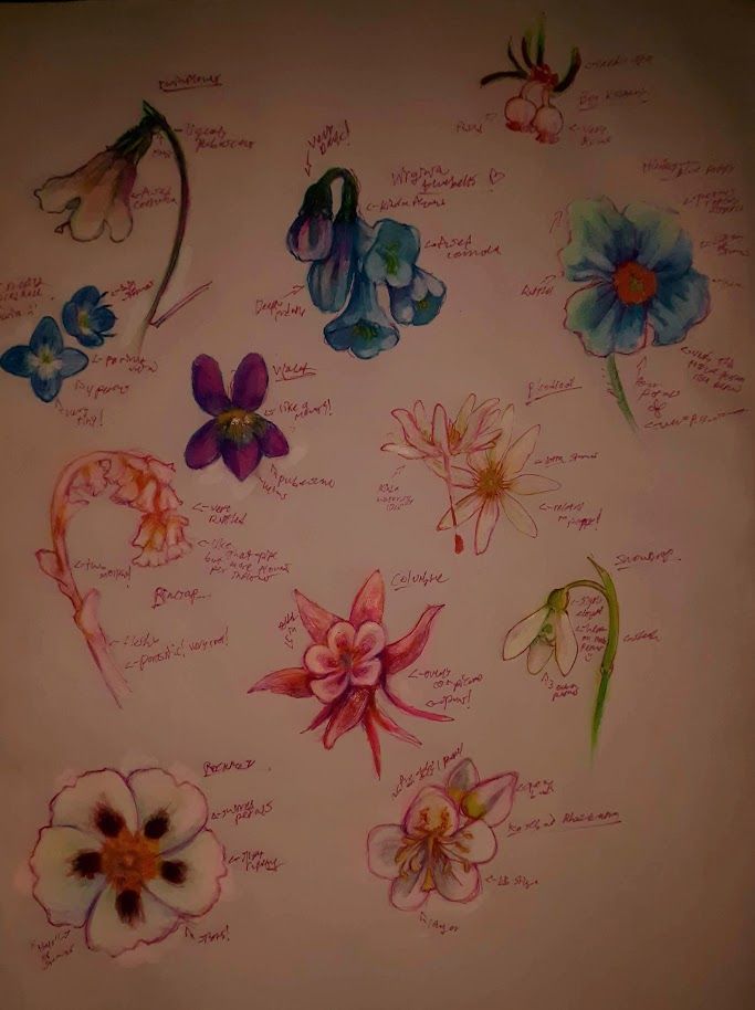 An assortment of sketches of flowers, featuring twin flower, Virginia bluebells, swamp rosemary, Himalayan blue poppy, violet, bloodroot, pinesap, columbine, snowdrop, rockrose, and rose bay rhododendron  