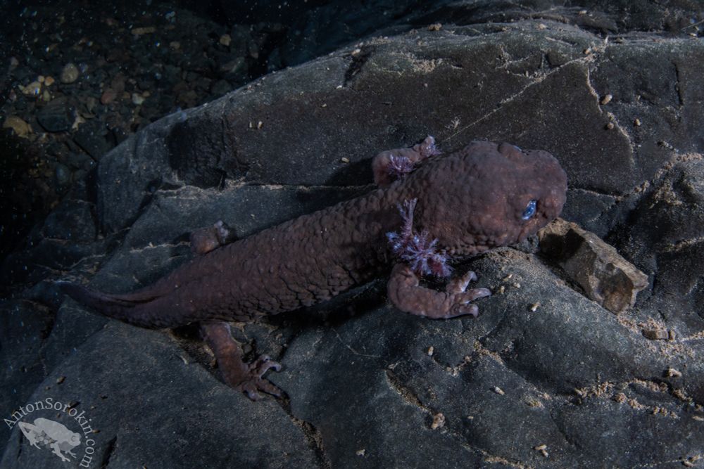 A large neotenic adult california giant salamander underwater at the bottom of a cold stream at night. Its skin is bumpy, perhaps a sign of trematode infection and despite its large size the gills are small as the cold flowing water is well oxygenated. 