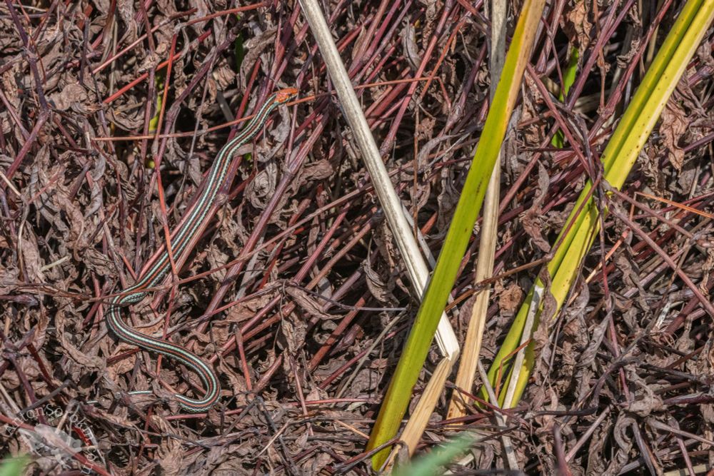 A San Francisco gartersnake basking on reddish vegetation, although the snake is in the open and vibrantly colored it blends in well and is difficult to see. 