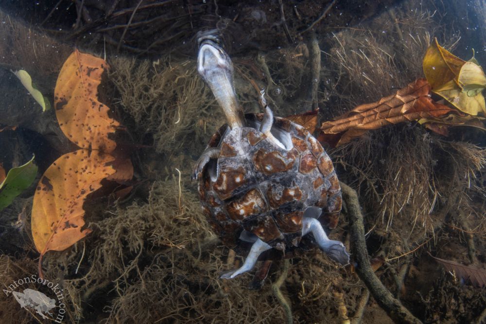 A hickatee turtle comes to the surface to take a quick breath of air.