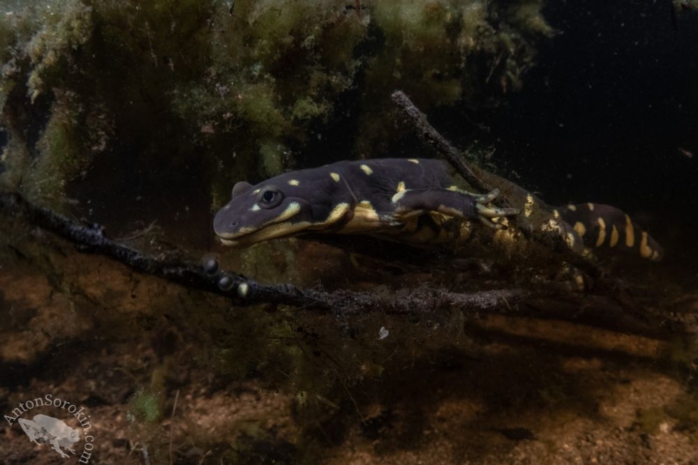 A tiger salamander laying eggs underwater