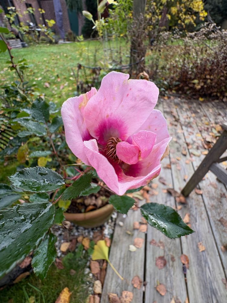 eine ungefüllte Rosenblüte in rosa, innen dunkelrot