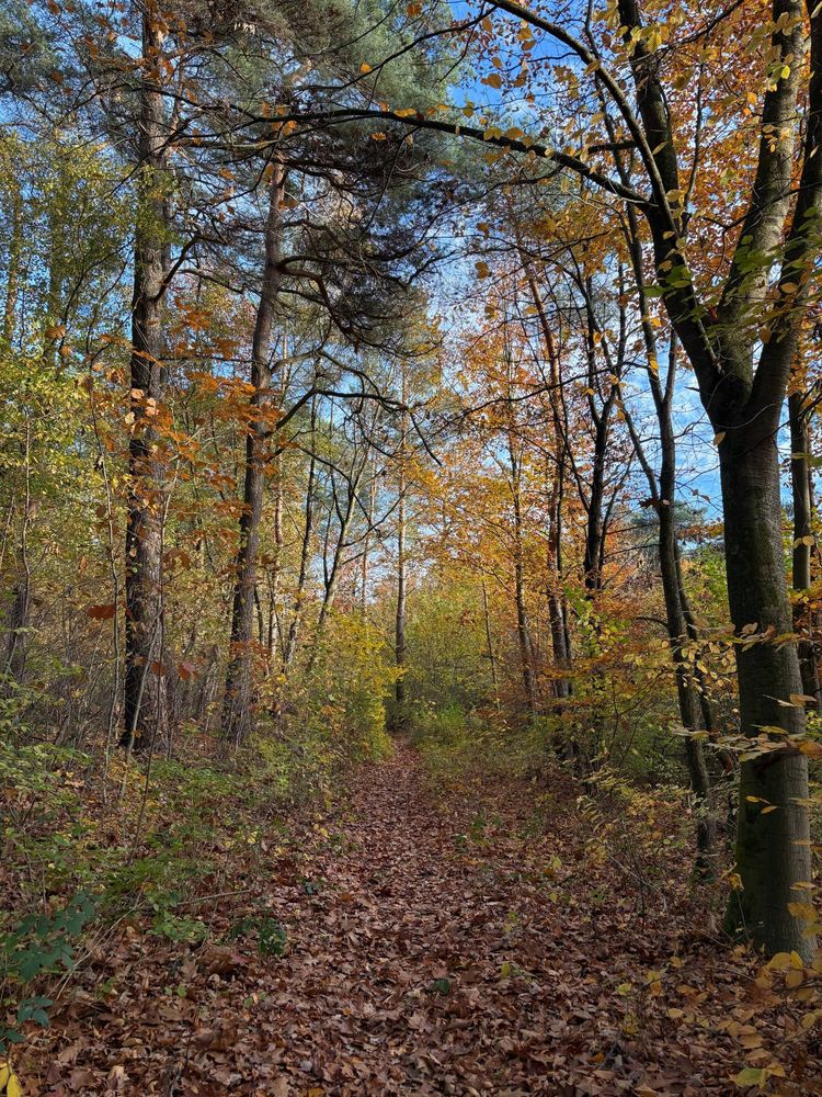 gerader Waldweg zwischen herbstlichen Laubbäumen