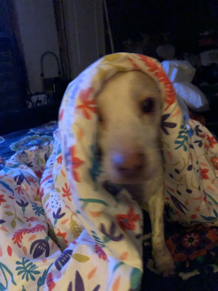 Small white and tan dog partially under a blanket. 