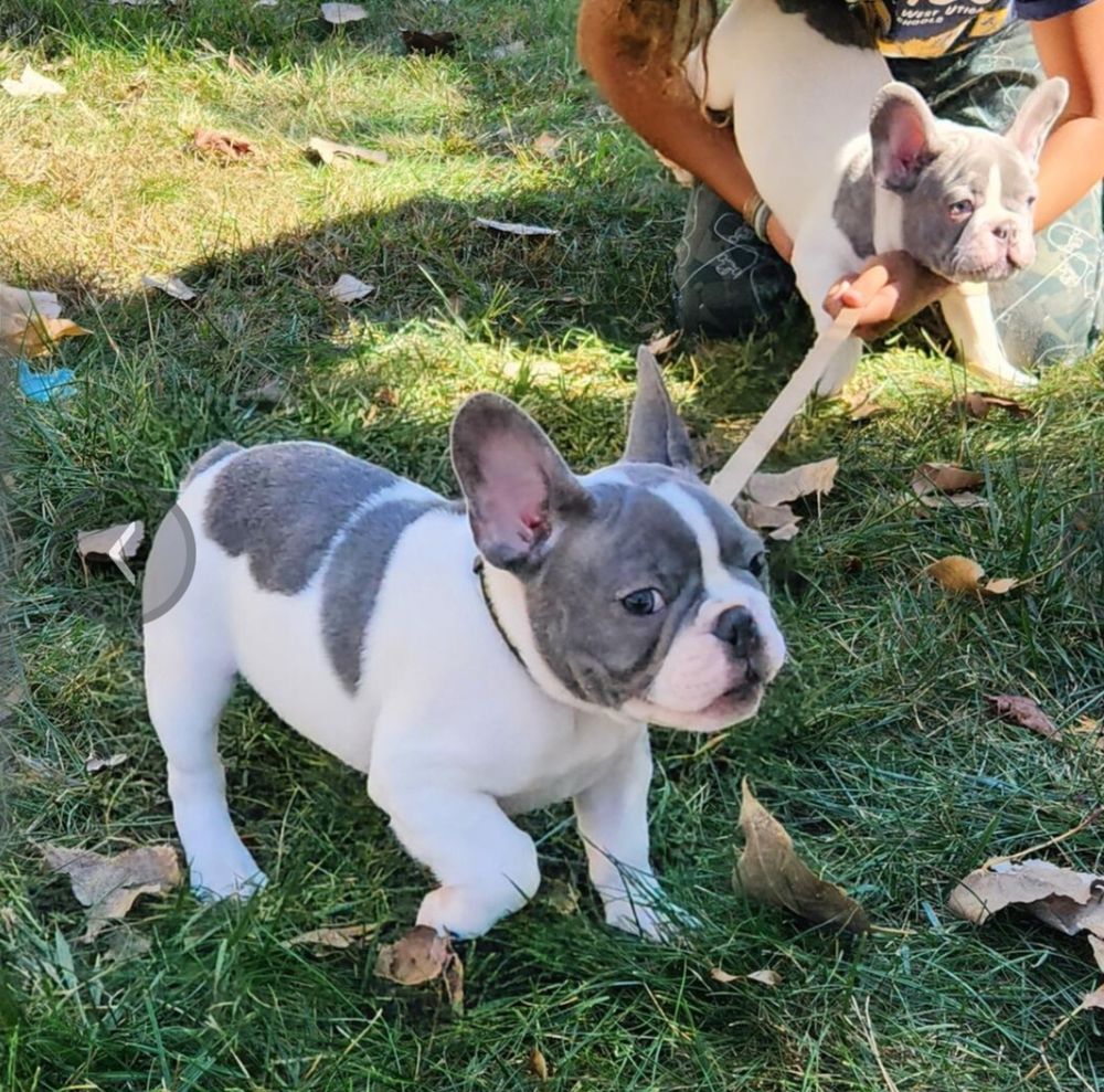 White French Bulldog puppy with gray splotches. A cute little smooshie face baby!