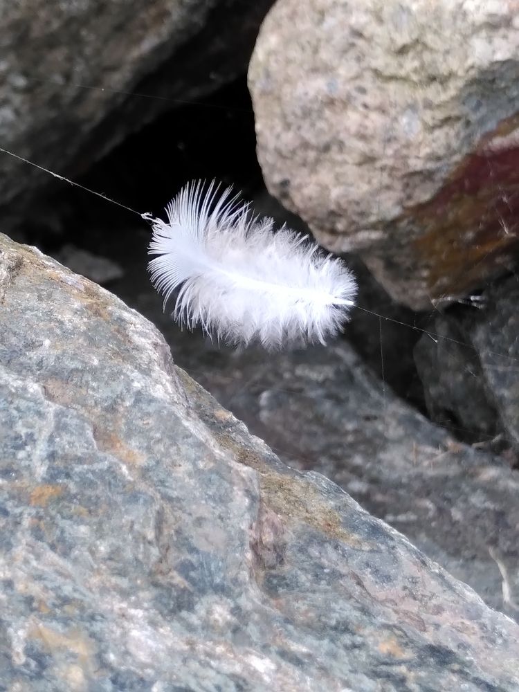 Plume blanche prise dans une toile d'araignée, se laissant bercer au gré du vent, située entre deux cailloux.