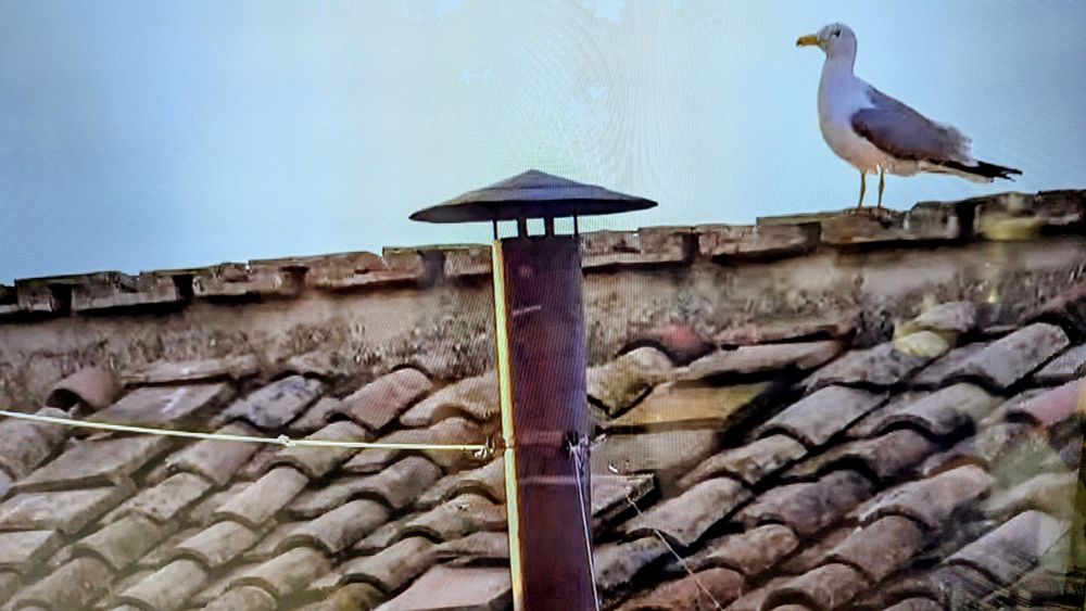 Meeuw wacht ook op de rook #conclaaf 
