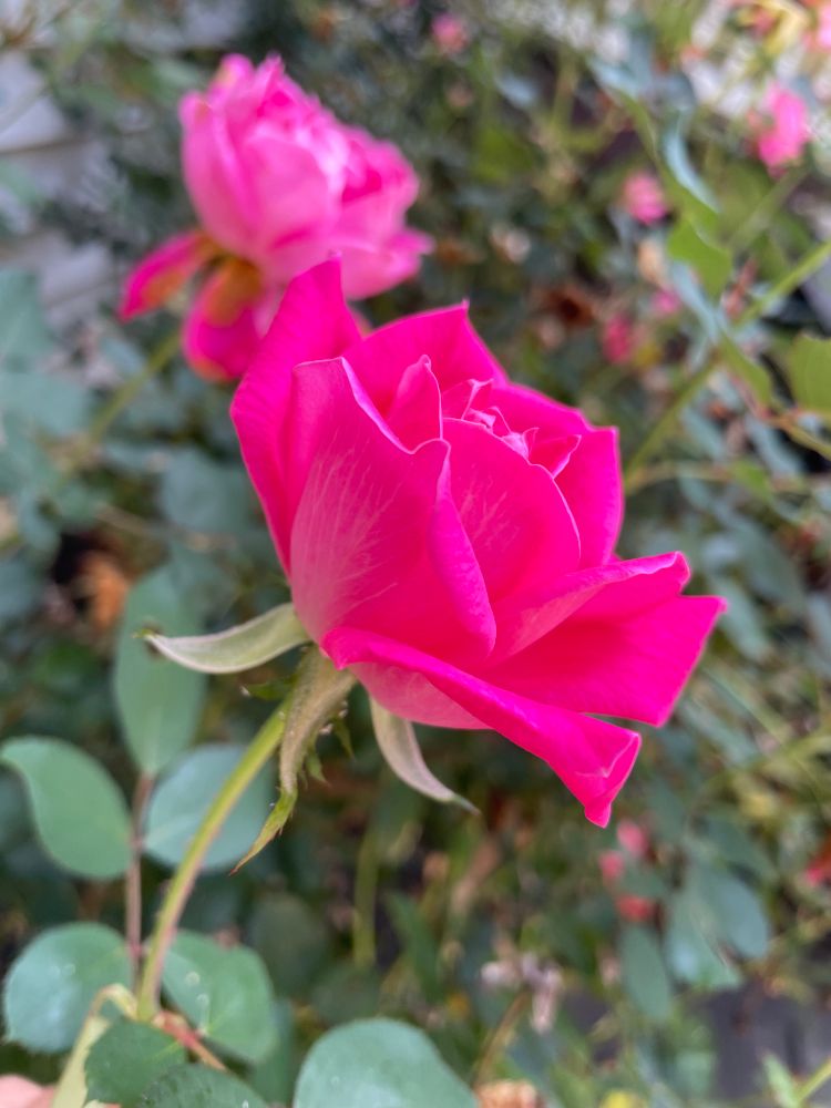 Picture of a vibrant pink rose