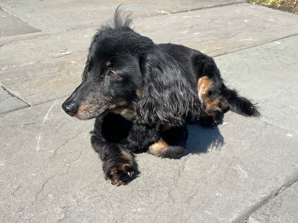 Black and tan dachshund laying on a sidewalk in the sun