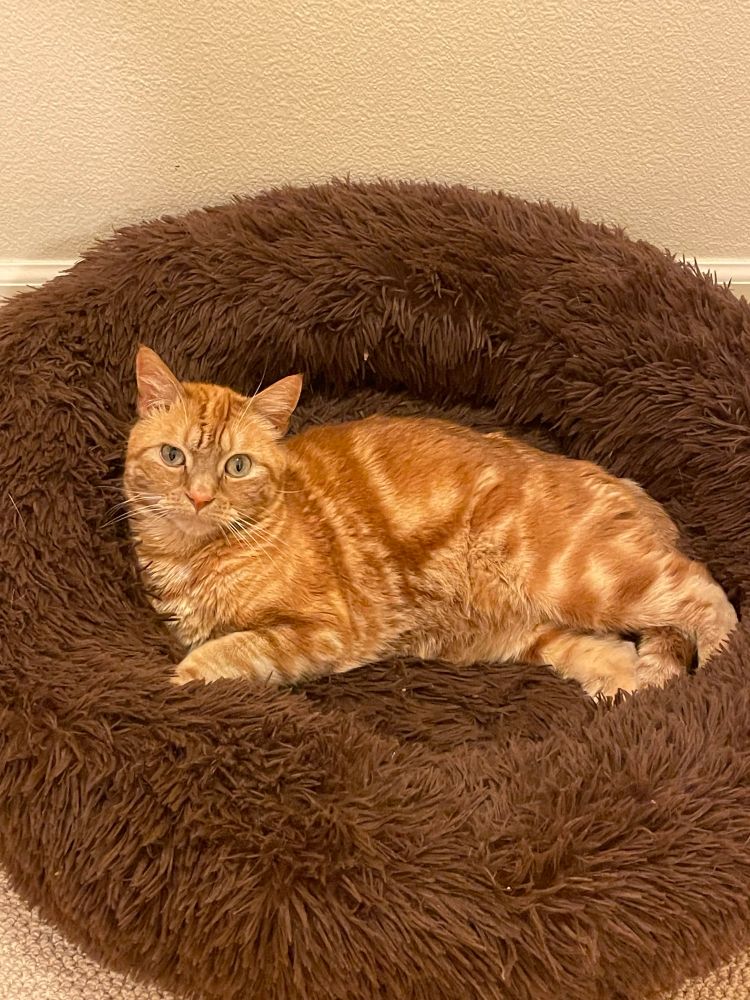 Beautiful orange cat lounging in a big brown fuzzy bed.