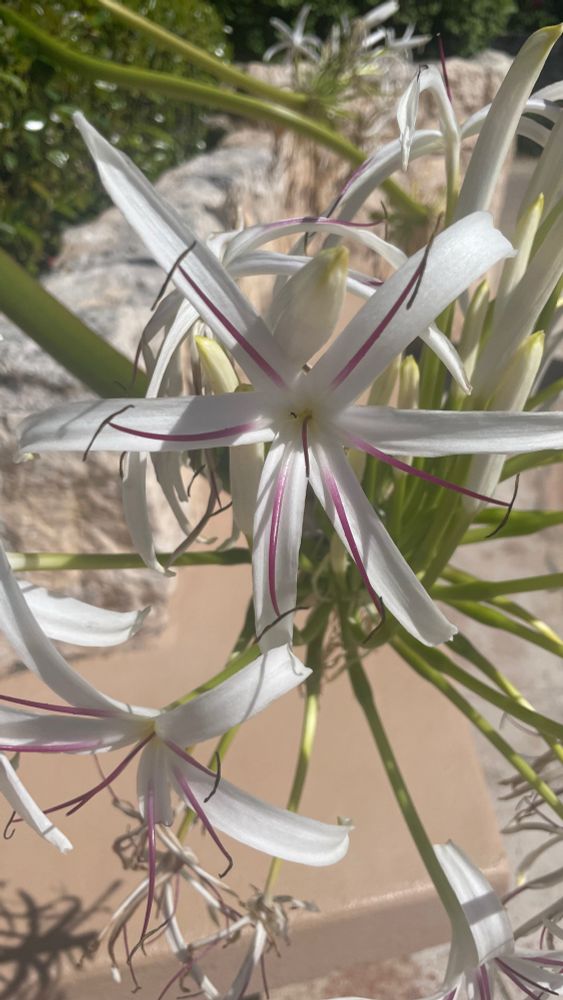 White tropical flower with very long thin petals