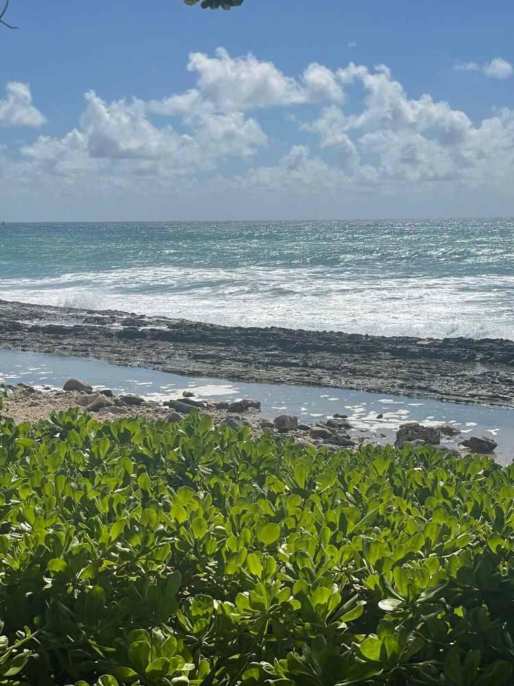 Waves crashing on rocks with bright green bushes