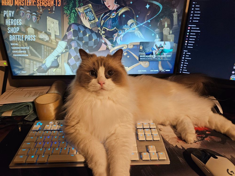 Kumo the ragdoll cat laying across the keyboard in front of pc screen