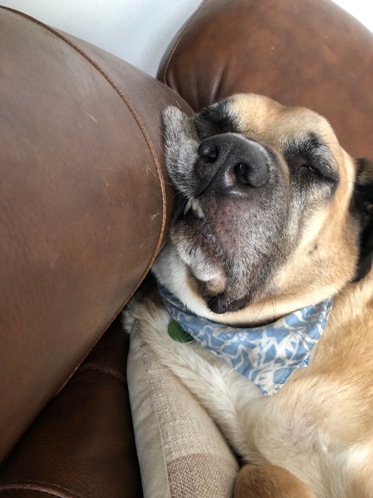 Giant dog has stolen my spot on the couch, what the hell buddy?