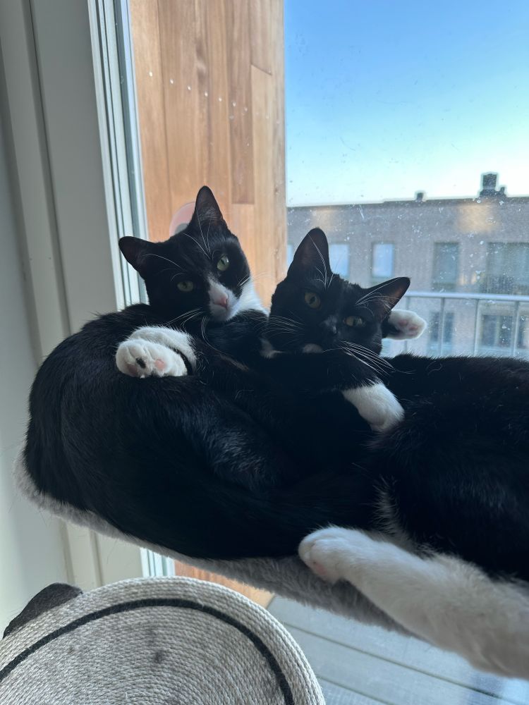 Two tuxedo cats hugging on a hanging cat bed fixed to the window. 