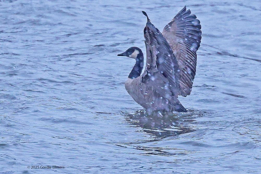 A Canadian Goose landing in water with a gentle snow falling