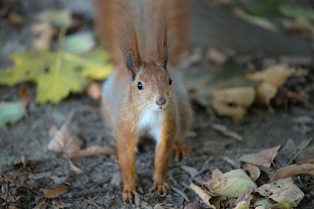Eurasian Red squirrel sitting with all legs on the ground, front view. It's close, at the minimum my lens can focus (180cm), so the ear tufts barely fit the frame, and the tail goes up way beyond it.
