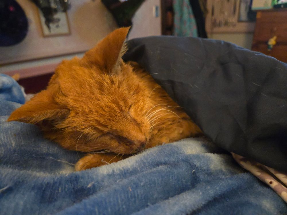 Ginny sleeping on top of me, under a blanket