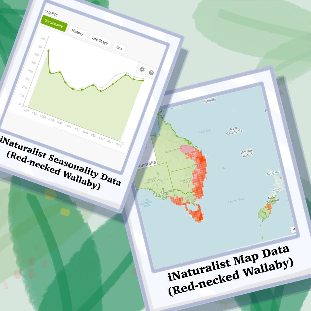 Two images, the left image is iNaturalist seasonality data and the right image is a map of occurrence records on iNaturalist, both for the Red-necked Wallaby. It is seen at variable frequency across the year, with peaks in summer and troughs around May. It has been recorded in high numbers across the east of Australia including Tasmania and even southern Aotearoa/New Zealand, as seen as orange pixels forming a heatmap on the map.