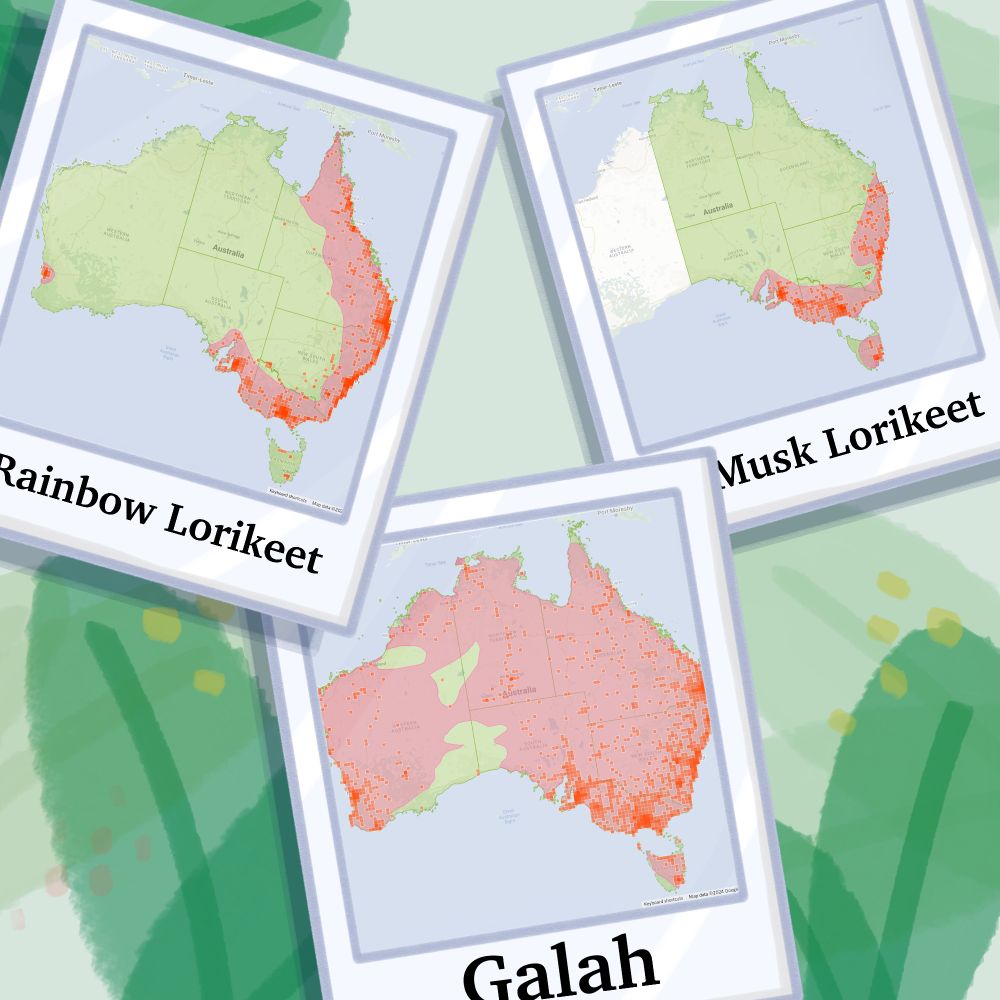 Three maps of Australia on illustrated polaroids, showing the recorded ranges of three species on iNaturalist. The first is the Rainbow Lorikeet, its range covers most of the eastern coast and some degree inland, with a small population in Western Australia. The second is the Galah, which has a huge range that is densest closer to the south-eastern coasts and some in Tasmania but there are many scattered records throughout central Australia. The third is the Musk Lorikeet with concentrated records along the south-eastern coasts and Tasmania, with zero records in Western Australia.