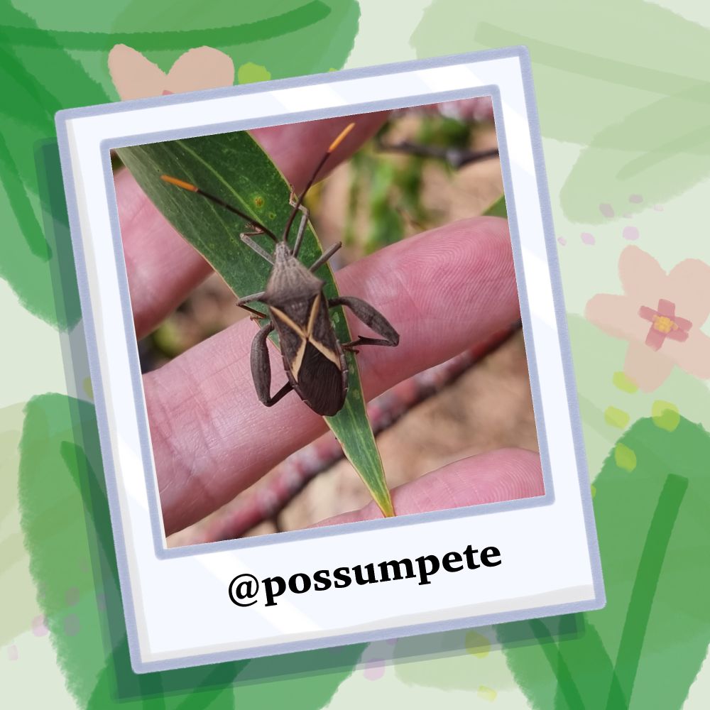 An image of a large shield bug on a leaf which is being supported by a bare hand. The bug is a dark brown, with a striking orange “X” shape on its abdomen, and bright orange antennae tips. The image is credited to @possumpete on iNaturalist. The species is Mictis profana.