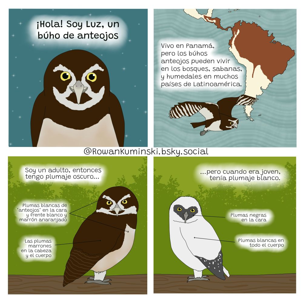 Four digital drawing panels: 1) A brown spectacled owl with white "spectacle"-like feathers around its face, with a smile and the text "Hola! Soy Luz, un búho de anteojos" above it; the background is teal/blue with white stars. 2) A spectacled owl flying, in front of a map of South America, with its range highlighted in orange-brown; the text above the owl says "Vivo en Panamá, pero los búhos anteojos pueden vivir en los bosques, sabanas, y humedales en muchos países de Latinoamérica"; the blue ocean blackground is textured to look wavy. 3) An adult spectacled owl standing on a branch, with the text "Soy un adult, entonces tengo plumaje oscuro..." above its head; smaller text next to it with arrows pointing to its body say "Plumas blancas de 'anteojos' en la cara y frente blanco y marrón anaranjado", and "Las plumas marrones en al cabeza y el cuerpo"; the background is a lime green with a darker outline of trees. 4) A juvenile spectacled owl, which is white with a grey face and wingtips, and is smaller than the adult; the text above its head says "...pero cuando era joven, tenía plumaje blanco", and the smaller text says "Plumas negras en la cara" and "Plumas blancas en todo el cuerpo"; the background is the same green as the previous panel