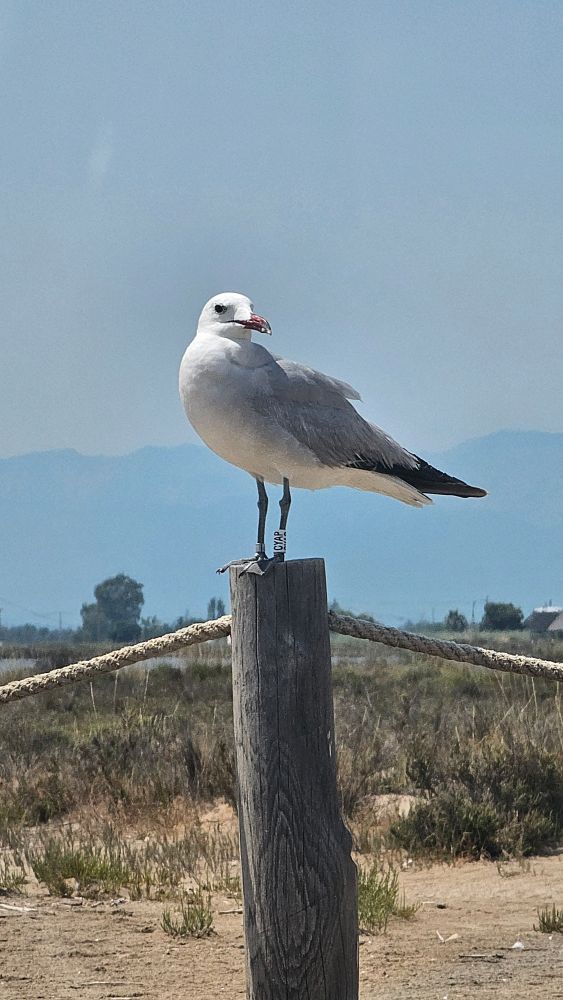 A photo of an Audouin's gulls standing on a wooden post with a rope running through it. In the background the sky is cloudless and there are mountains in the distance 