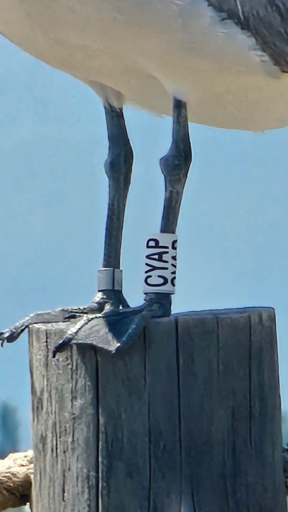 A close up photo of the Audouin's gull's legs, while it is standing on the wooden post. The bird's left leg has a white Darvic ring with the black ID code "CYAP", and on the right leg is a small metal ring 
