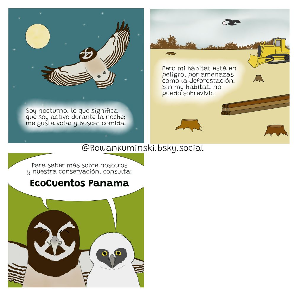 Three digital drawing panels (continued from first image). 5) A spectacled owl flying looking downwards, with the text "Soy nocturno, lo que significa que soy activo durante la noche; me gusta volar y buscar comida"; the background is a dark teal starry sky, with a full moon in the top left corner. 6) A faded yellow landscape, with logged trees on the ground and short tree stumps, and a yellow bulldozer on the righthand side of the image; there are brown outlines of trees on the horizon and a grey sky, with the outline of an owl flying in the background and a speech bubble with a red exclamation mark. 7) An adult spectacled owl with its wings outspread and its eyes closed in happiness, and a juvenile owl next to it, smiling; both have a joint speech bubble above their head, which says "Para saber más sobre nosotoros y nuestra conservación, consulta: EcoCuentos Panama", on a lime green background