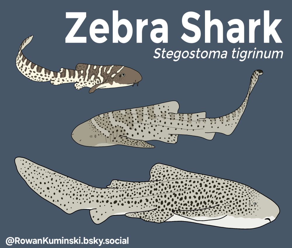 A digital drawing on a dark blue background of three stages of the zebra shark life cycle. The first is a small brown and tan striped shark; underneath is a slightly larger shark that is now more tan but still had some light brown remnants of stripes; the third is an adult and is tan with a white belly and black spots.  The title in white is "Zebra Shark" and it's scientific name "Stegostoma tigrinum"