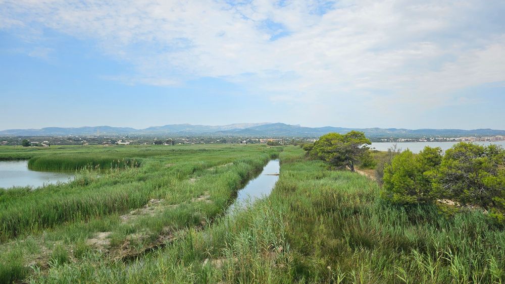 A photo of the Ebro Delta, which has long grass in most of the foreground, as well as trees on the right hand side of the photo. Running through the middle and on the left side are still bodies of water. In the background are mountains and the sky is blue with some light clouds 