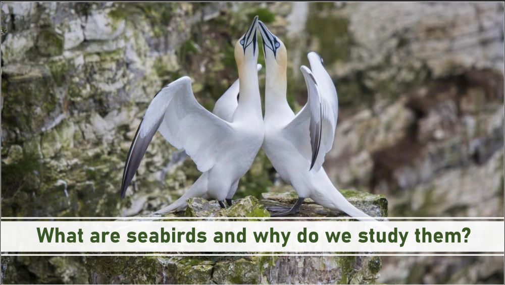 PowerPoint cover slide screenshot: the entire screen is an image of two northern gannets (white birds with black wing tips and yellow heads and long grey beaks) facing each other with their bills touching up in the air. The background is a green and grey rocky cliff. Underneath the gannets is a white text bar, with green words reading "What are seabirds and why do we study them?"
