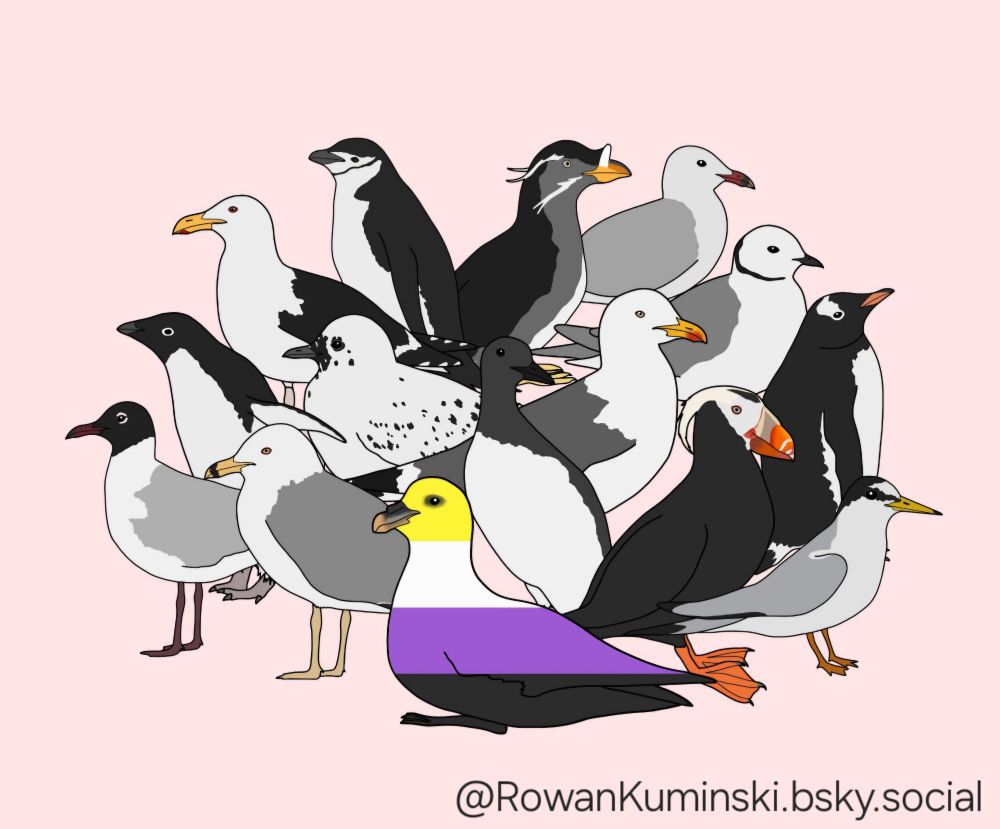 A light pink background with a digital drawing of several seabkrds standing together in a group: the bird in the front center is a fulmar, which has the colours of the non-binary flag (yellow, white, purple, black); the birds behind it are seabirds (gulls, auklets, penguins, terns, and a guillemot) in their normal colours 