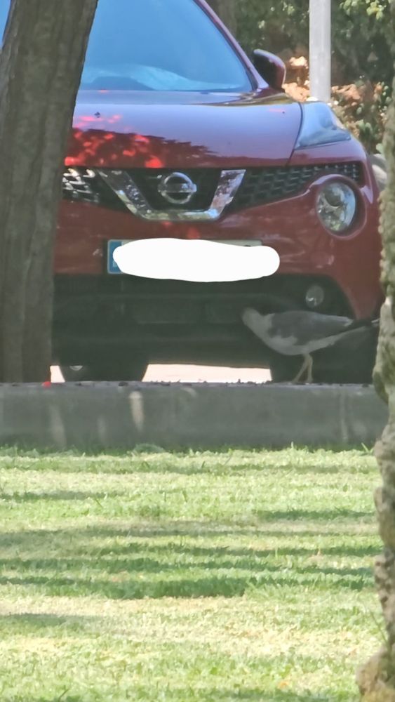 A zoomed in picture taken on a phone of a yellow legged gull standing in front of a red Nissan car (license plate crossed out),with its head leaned over picking bugs off the front of the car