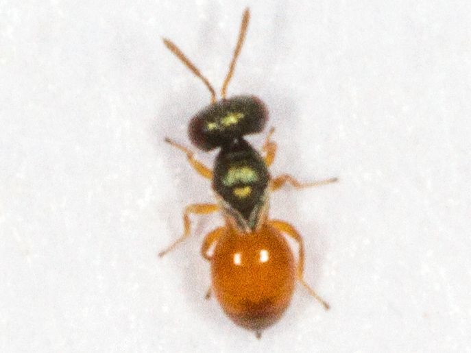 Presumed Callitula pyrrhogaster, a tiny wasp with a shiny red gaster and very dark (almost black) green strongly sculptured head and thorax.  The legs and antennae are orange.

#UKinvert #wasp