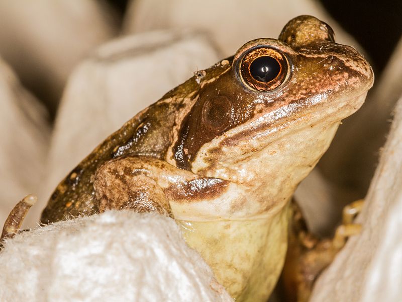 The same Common Frog on an eggbox in my trap.  This one is taken from a low angle so shows its throat and chest.

#Frog