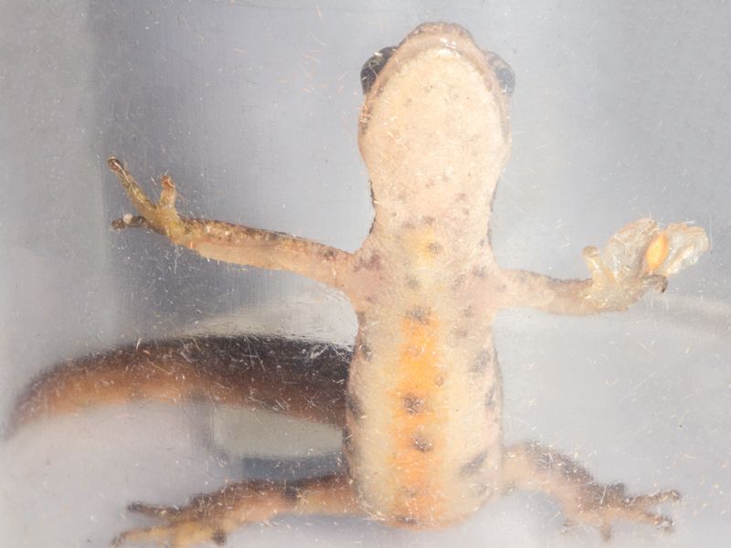 Smooth Newt climbing plastic showing underside of front including spots and orange stripe down belly (which continued along tail).