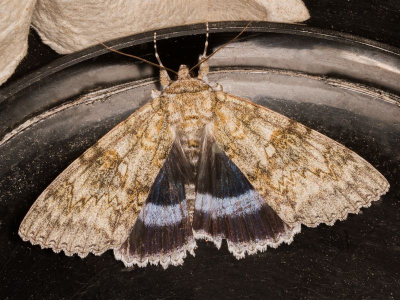 Clifden Nonpareil caught in my garden moth trap on Sunday night.  I caught a second with the mayfly on Wednesday night.  

A huge moth at the bottom of my moth trap.  It's forewings and body are brownish-grey with intricate darker markings, some orangey.  It's holding its forewings apart so revealing the hindwings which are blue-black with a broad pastel blue curved bar running across them, giving rise to its alternative name Blue Underwing.

#TeamMoth