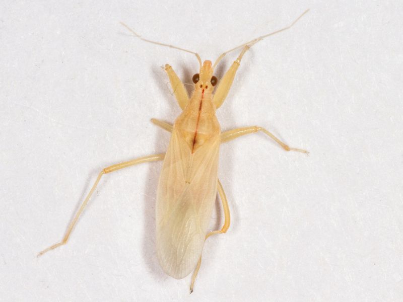 Teneral adult Field Damsel Bug (Nabis ferus).

The same as in the previous photo but helped out of its exuvia.  It's right hind leg is deformed.