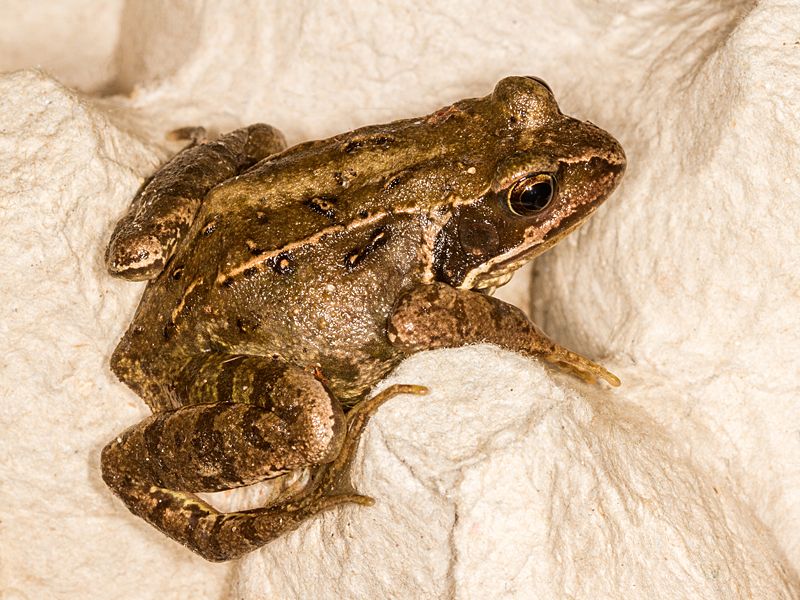 A frog on an eggbox in my moth trap.

#TeamMoth