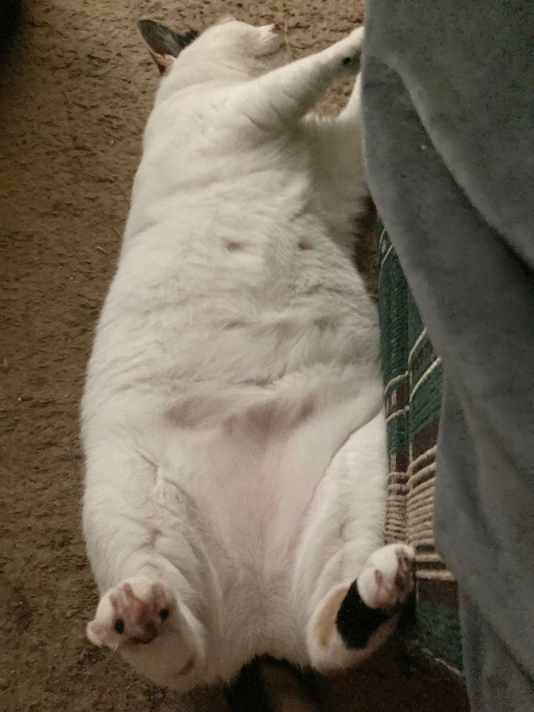 A round calico cat on her back in a pose of utmost refinement. 